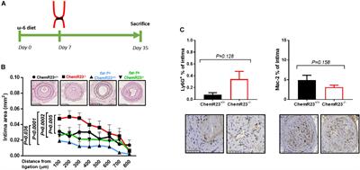 Opposing Effects on Vascular Smooth Muscle Cell Proliferation and Macrophage-induced Inflammation Reveal a Protective Role for the Proresolving Lipid Mediator Receptor ChemR23 in Intimal Hyperplasia